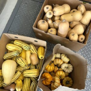Boxes of gourd donations from Folly Hill Farms